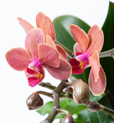 Gyllen orkide i gavepose Gyllen orkide i gavepose